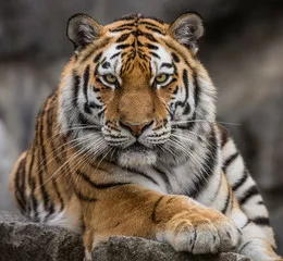 Fototapeta Widok z przodu z bliska tygrysa syberyjskiego (Panthera tigris altaica)