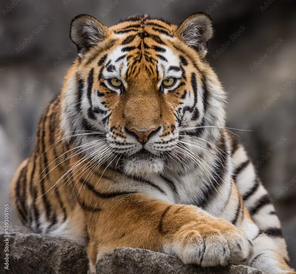 Fototapeta Widok z przodu z bliska tygrysa syberyjskiego (Panthera tigris altaica)