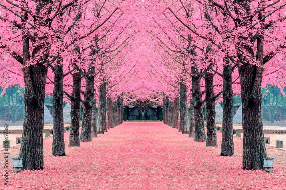 Fototapeta Aleja Różowych Drzew: Magia Wiosennego Spaceru