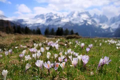 Obraz Alpejska Wiosna: Krokusy w Górach