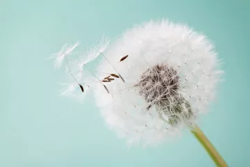 Fototapeta Piękne kwiaty mniszka lekarskiego z latającymi piórami na turkusowym tle, wzór karty, makro