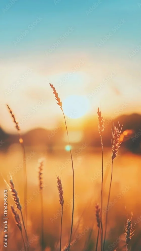 Obraz Magiczny Zachód Słońca nad Polami