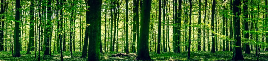 Fototapeta Idylliczny las wiosną