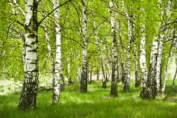 Fototapeta Brzozowy zagajnik wczesną wiosną w pogodny dzień.Młode brzozy z młodymi zielonymi liśćmi w świetle słońca.