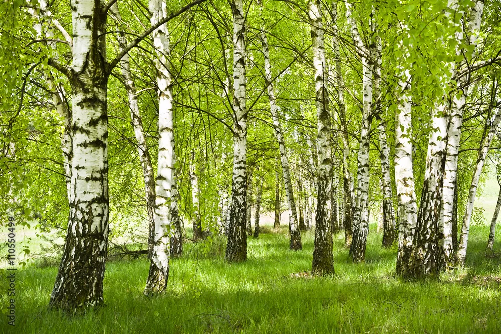 Fototapeta Brzozowy zagajnik wczesną wiosną w pogodny dzień.Młode brzozy z młodymi zielonymi liśćmi w świetle słońca.