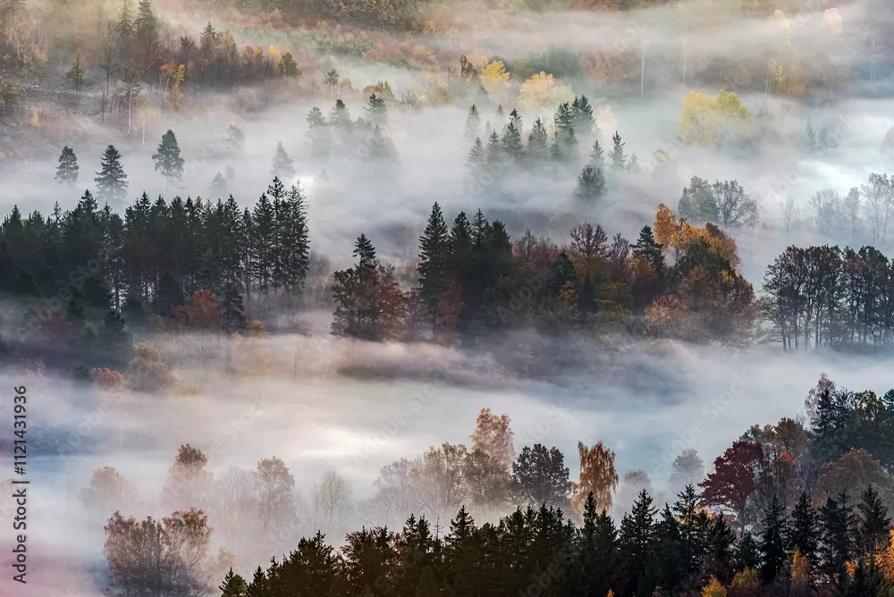 Fototapeta Magiczne Poranki w Mglistej Leśnej Krainie