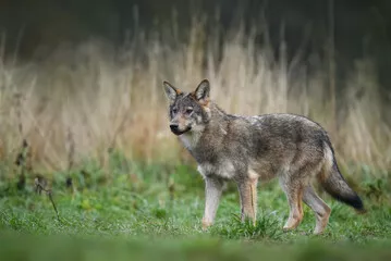 Obraz Wilk na leśnej polanie