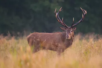 Obraz Natura w Pełnej Okazałości: Jelenie w Ich Naturalnym Siedlisku