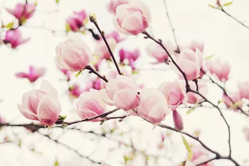 Fototapeta Kwiaty drzewa magnolii na wiosnę