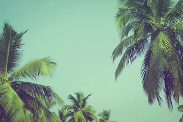 Fototapeta Palmy kokosowe na tropikalnej plaży vintage filtr