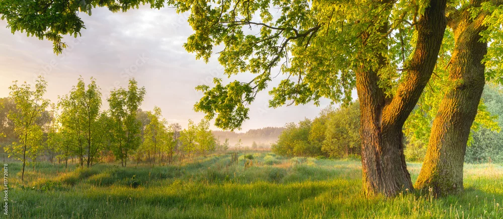 Fototapeta Spokój Poranka w Zielonym Gaju