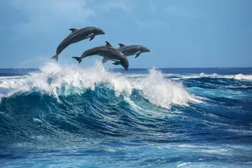 Fototapeta Zabawne delfiny skaczące nad falami. Hawaje Ocean Spokojny scenerii przyrody. Zwierzęta morskie w naturalnym środowisku.