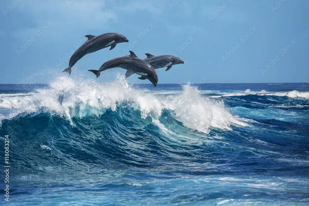 Fototapeta Zabawne delfiny skaczące nad falami. Hawaje Ocean Spokojny scenerii przyrody. Zwierzęta morskie w naturalnym środowisku.