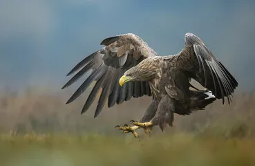 Obraz Majestatyczny Bielik w Lądowaniu