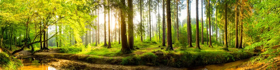 Fototapeta Idyllischer Wald mit Bach bei Sonnenaufgang