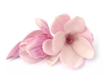 Fototapeta magnolia