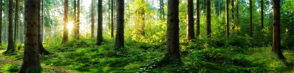 Fototapeta Marzycielski wschód słońca w lesie jesienią