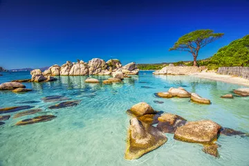 Fototapeta Sosna na plaży Palombaggia, Korsyka, Francja