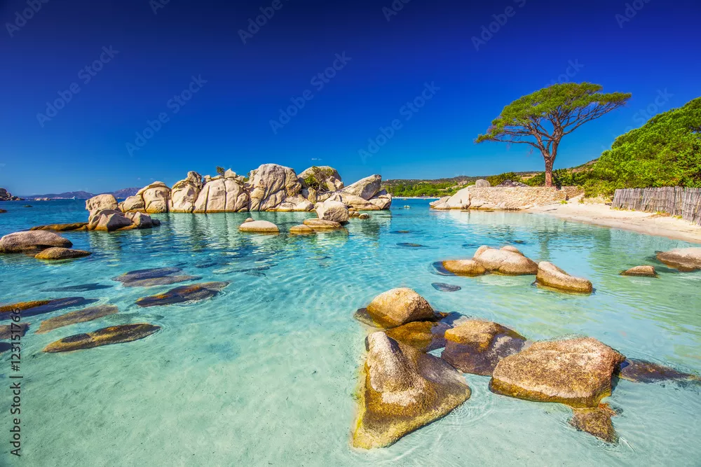 Fototapeta Sosna na plaży Palombaggia, Korsyka, Francja