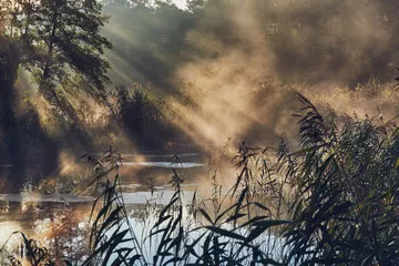 Fototapeta Magia Porannej Mgły nad Rzeką