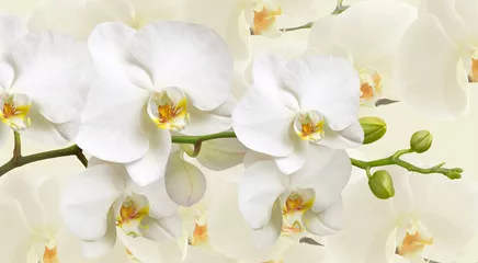 Fototapeta Duże białe kwiaty orchidei na zdjęciu panoramicznym