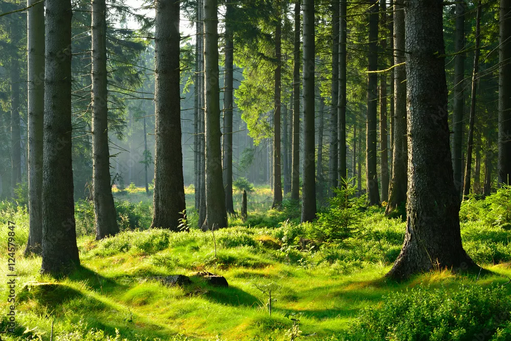 Fototapeta Dziewiczy las świerkowy blisko natury w ciepłym świetle porannego słońca