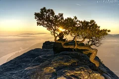 Fototapeta Magia Wschodu Słońca: Drzewo na Krawędzi Skarpy