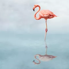 Obraz Flamingo na Lustrzanej Wodzie