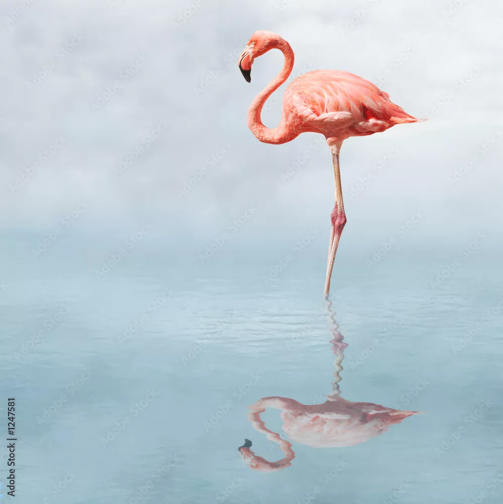 Obraz Flamingo na Lustrzanej Wodzie