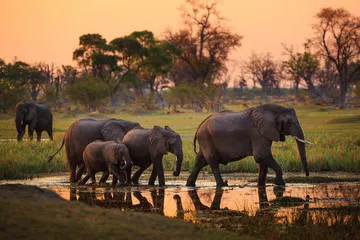 Fototapeta Słonie w rezerwacie Moremi Game Reserve - Botswana