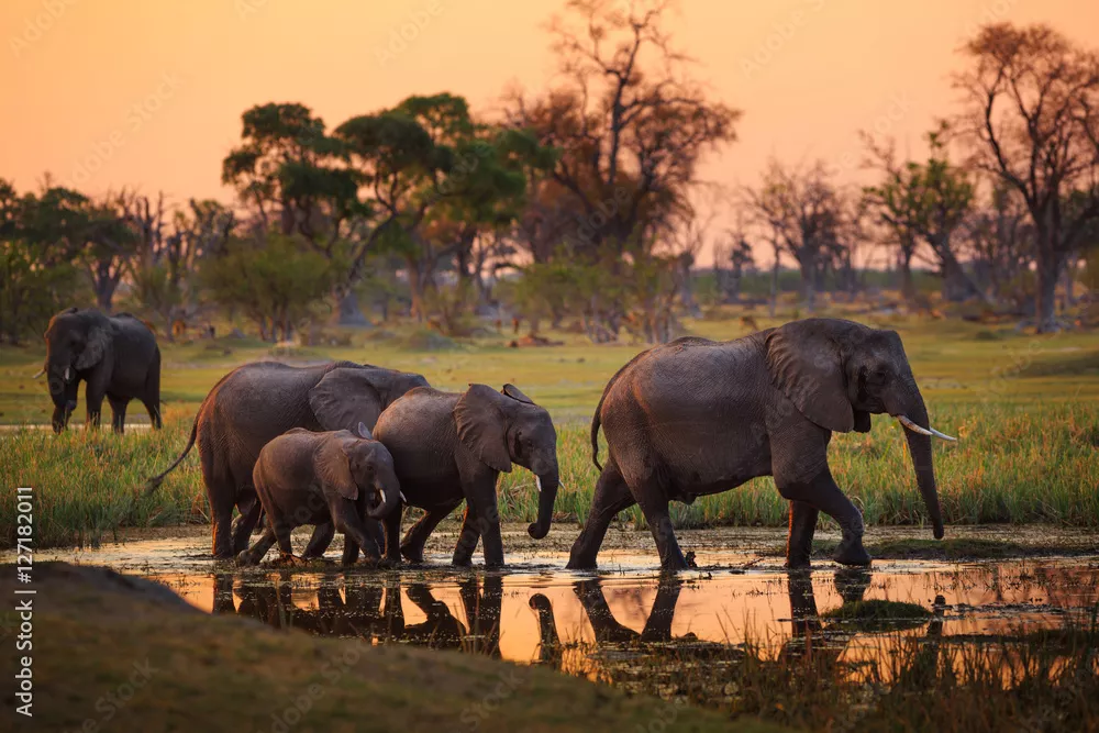 Fototapeta Słonie w rezerwacie Moremi Game Reserve - Botswana