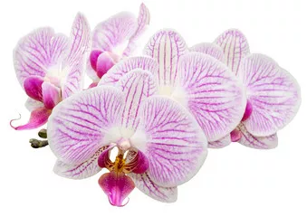 Fototapeta Przycięte orchidea phalaenopsis na białym tle