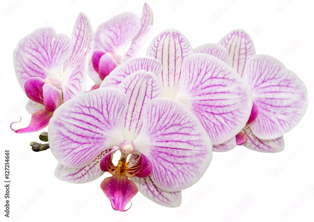 Fototapeta Przycięte orchidea phalaenopsis na białym tle