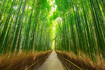 Fototapeta Opis Yamambo FORE ST INKYOTO JAPAN