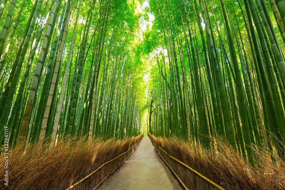 Fototapeta Opis Yamambo FORE ST INKYOTO JAPAN