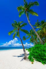 Fototapeta Palm Ocean Sky