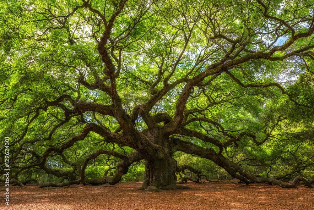 Obraz majestatyczny stary dąb – spokój i związek z naturą w Twoim wnętrzu