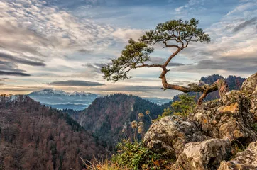 Fototapeta Drzee sosny karłowatego na Sokolica Peak, Pieniny, Polska