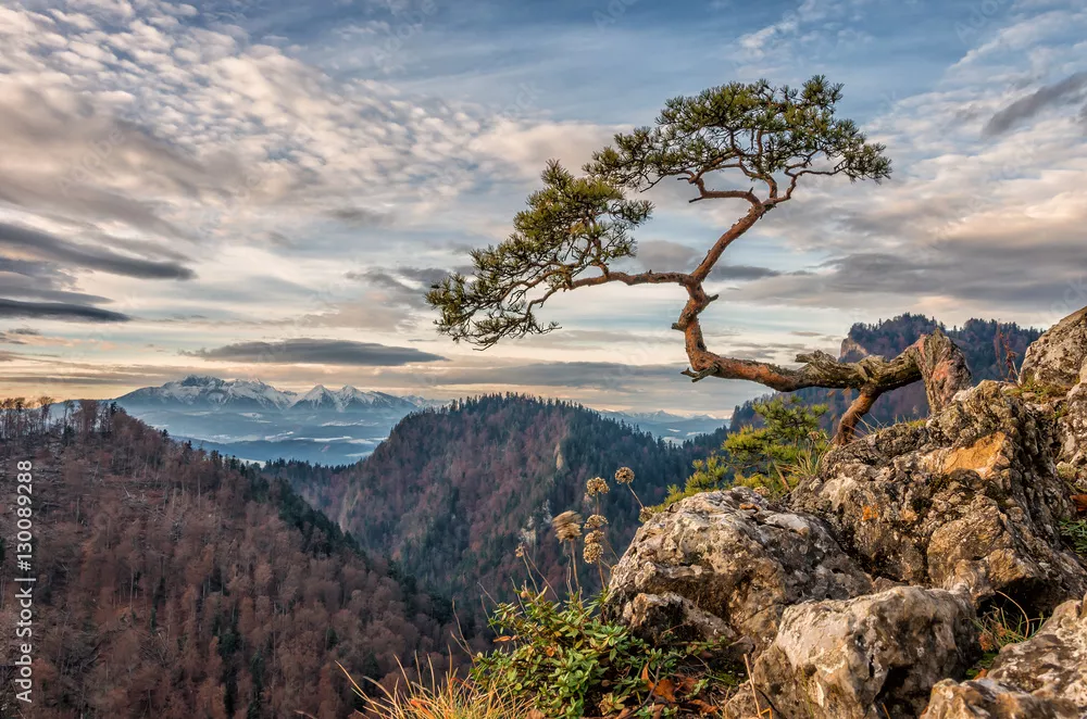 Fototapeta Drzee sosny karłowatego na Sokolica Peak, Pieniny, Polska