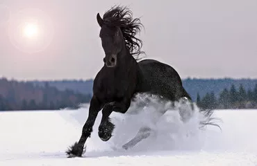 Obraz Koń fryzyjski na śniegu