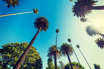 Fototapeta Wysokie palmy w Beverly Hills