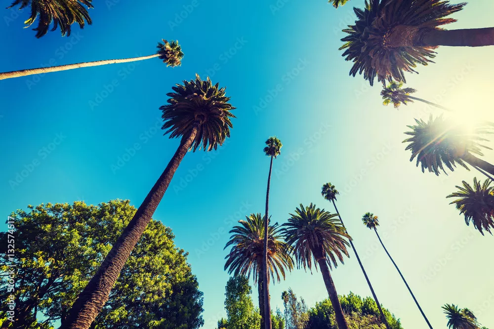 Fototapeta Wysokie palmy w Beverly Hills