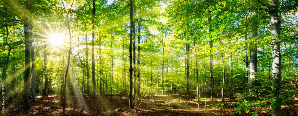 Fototapeta Zielony las wiosną i latem
