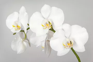 Fototapeta Gałąź białej orchidei