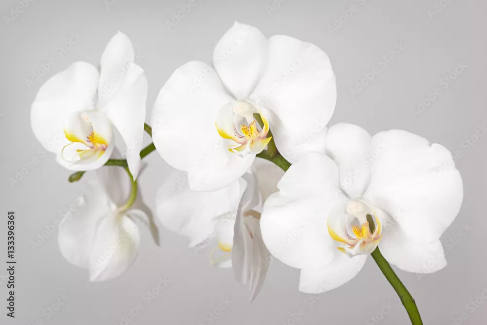 Fototapeta Gałąź białej orchidei