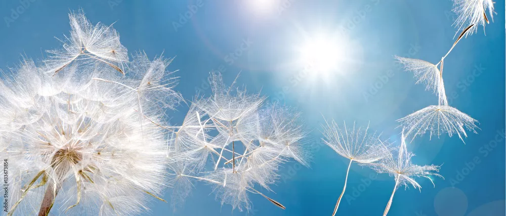 Fototapeta Start / samoloty Pustblume przy starcie: Odlatujemy, aby spełnić życzenia :)
