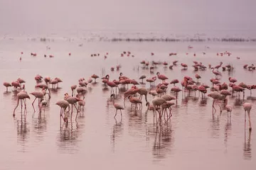 Obraz Flamingi w Parku Narodowym Nakuru