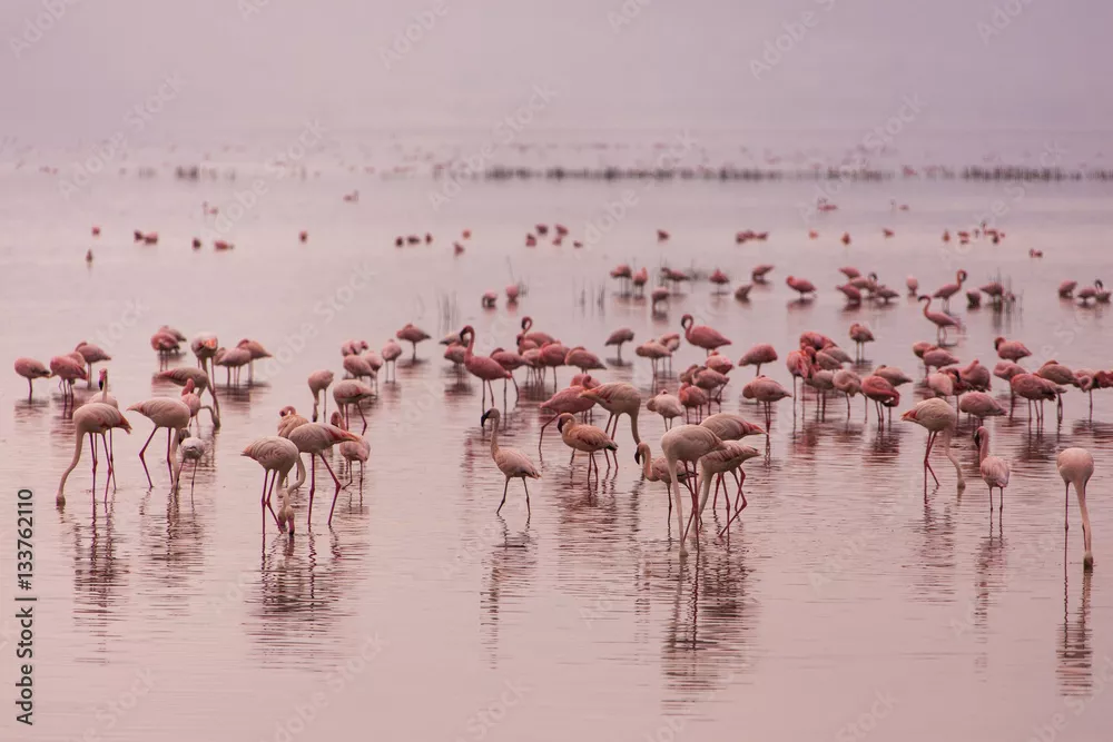 Obraz Flamingi w Parku Narodowym Nakuru