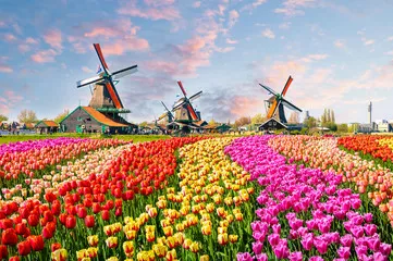 Fototapeta Krajobraz z tulipanami w Zaanse Schans, holandie, Europa