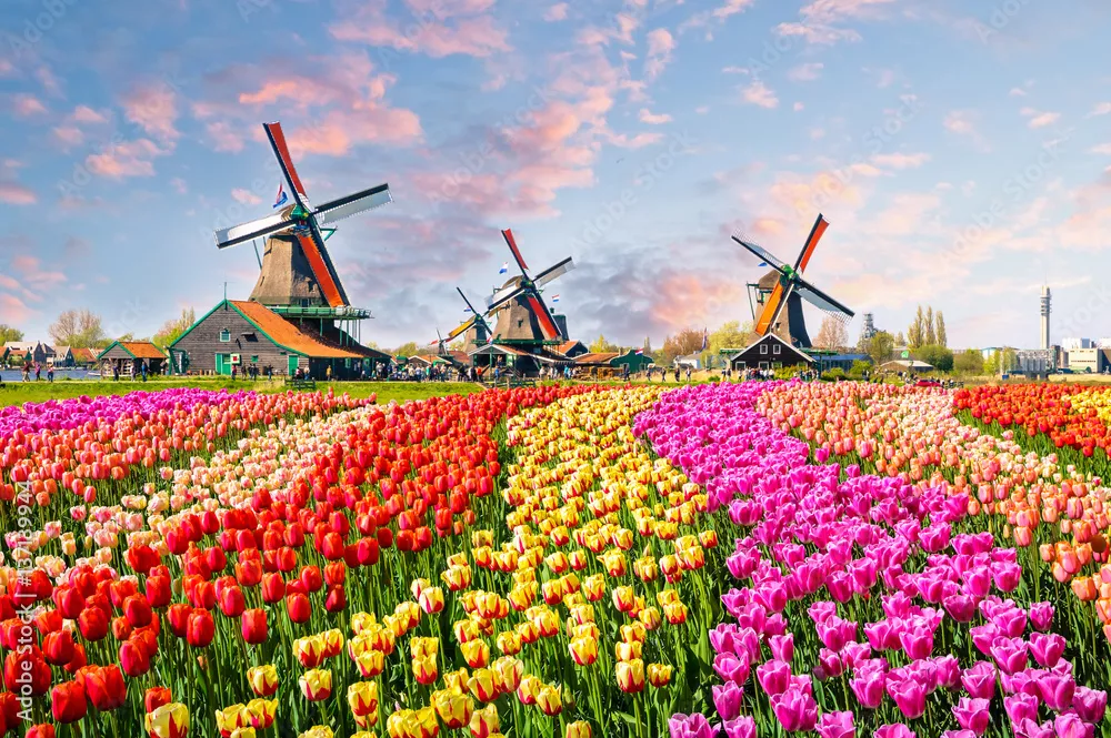 Fototapeta Krajobraz z tulipanami w Zaanse Schans, holandie, Europa